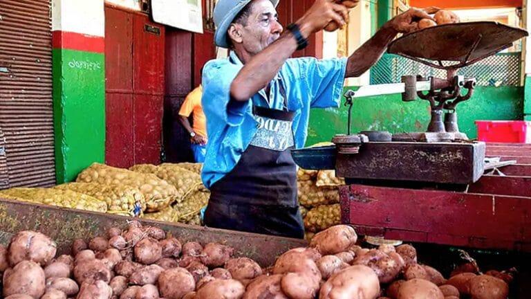 Comienza distribución de papa en Cuba