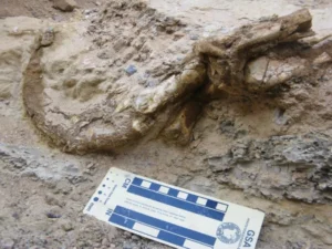 Garra de dinosaurio más grande del mundo, totalmente preservada es encontrada en el desierto de Gobi, Mongolia