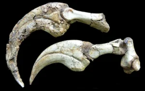 Garra de dinosaurio más grande del mundo, totalmente preservada es encontrada en el desierto de Gobi, Mongolia