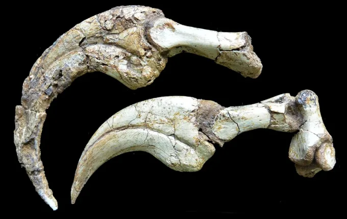 Garra de dinosaurio más grande del mundo, totalmente preservada es encontrada en el desierto de Gobi, Mongolia