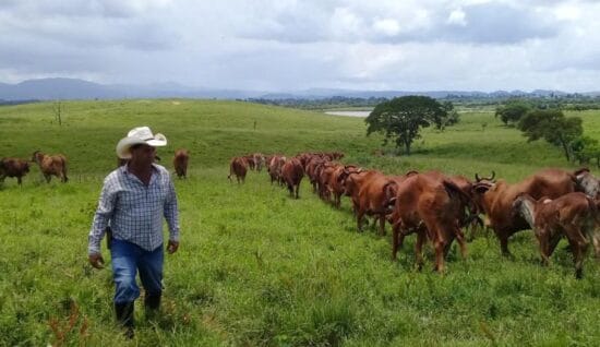 ganado-909×525-1-550×318 Aumento de ilegalidades en el ganado mayor en Santy Spíritus,