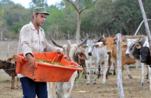 Aumento de ilegalidades en el ganado mayor en Santy Spíritus,