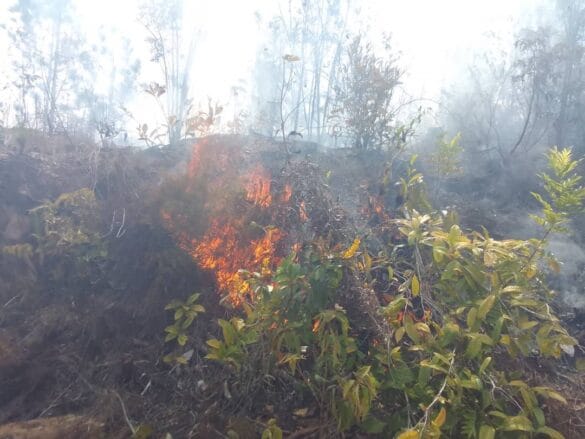 492477623_1103011225179879_7777834637609138483_n Devastador incendio en Pinar del Río afecta 2800 hectáreas de bosques