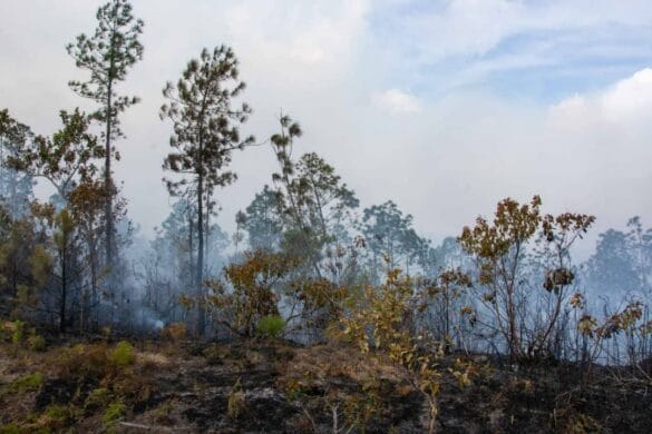 494148767_1103011365179865_2582717279916224269_n Devastador incendio en Pinar del Río afecta 2800 hectáreas de bosques