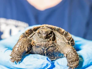 Tortuga gigante Mommy se convierte en madre con casi 100 años marcando un récord increíble