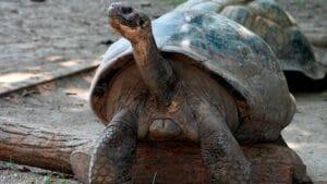 Tortuga gigante Mommy se convierte en madre con casi 100 años marcando un récord increíble