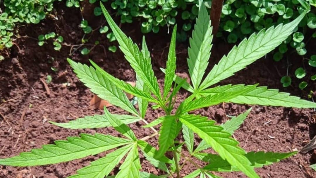 Detectan cultivo ilegal de marihuana en La Habana