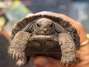Tortuga gigante Mommy se convierte en madre con casi 100 años marcando un récord increíble