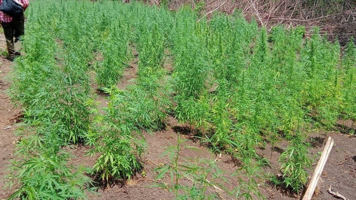 Descubren la increíble cifra de más de 1200 plantas de marihuana en una finca en Bayamo