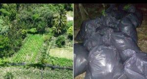 Detienen a joven en Songo-La Maya con siembra de más de 2,000 plantas de marihuana