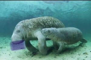 Manatíes mueren en la Florida por una amenaza ambiental invisible.