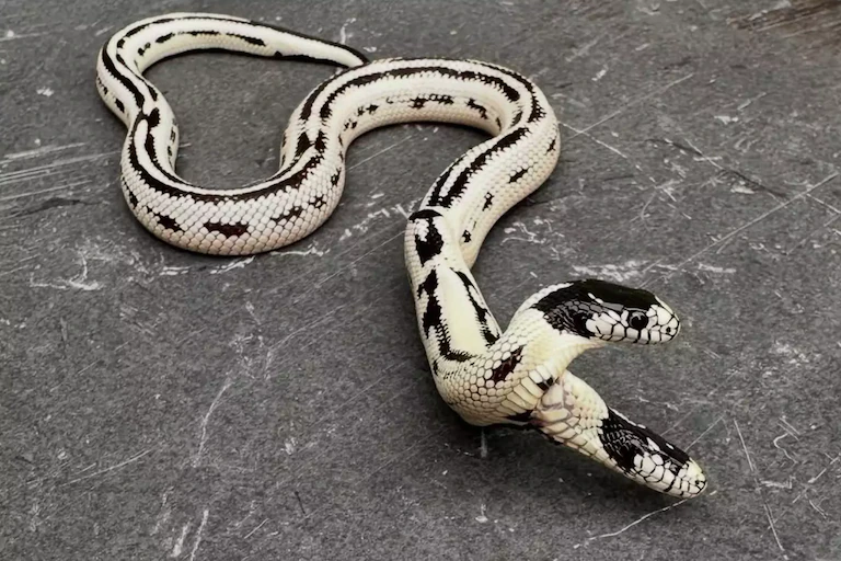 Apresúrate a conocer como una increíble serpiente de 2 cabezas sobrevive y crece en un vivero de California contra todo pronóstico