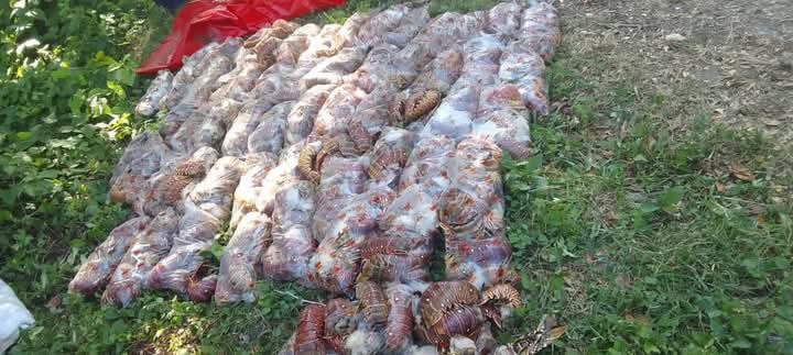 Decomisan más de 200 kg de langosta ilegal en Villa Clara: operación conjunta entre Policía y OIMA