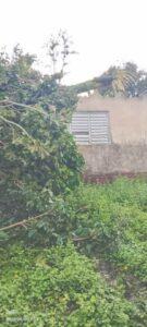 Caída de palma durante tormenta en Mantua deja una mujer lesionada