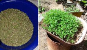 Detienen a hombre en Santiago de Cuba por siembra de marihuana: más de 950 plantas y 19 mil semillas.