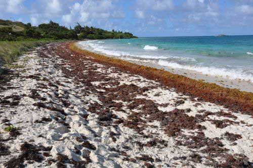 Alerta roja en Guantánamo! Sargazo invade las costas