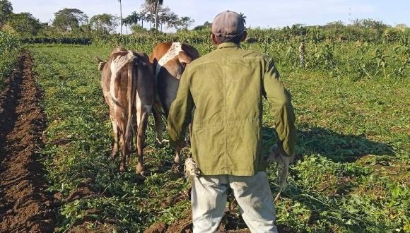 Cuba y el robo de ganado es noticia este 2025