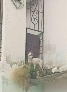 Animalistas rescatan perrito maltratado en un alero