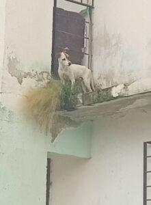 Animalistas rescatan perrito maltratado en un alero