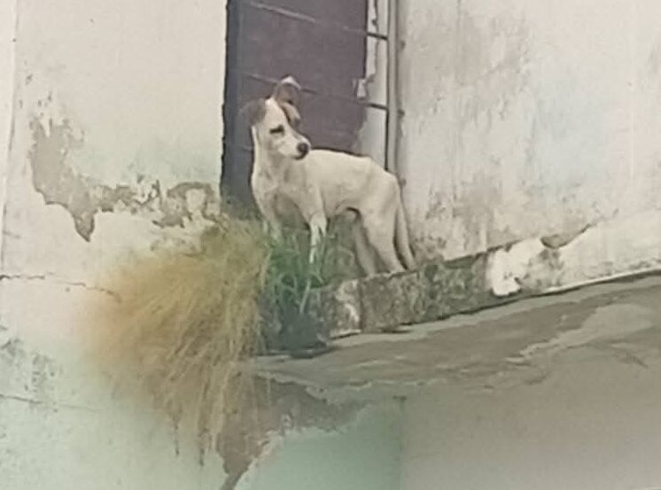 Animalistas rescatan perrito maltratado en un alero