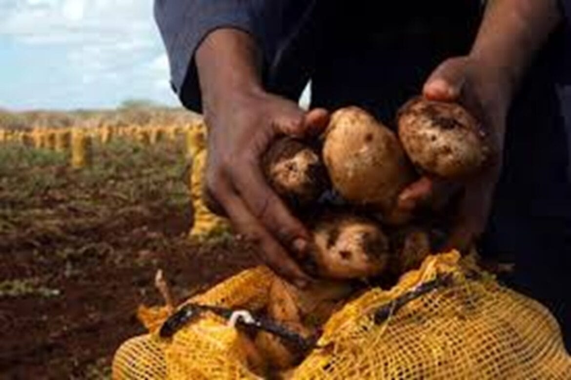 Papa perdida, hambre sembrada: el desastre agrícola en la Isla de la Juventud