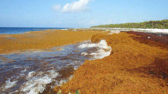 Alerta roja en Guantánamo! Sargazo invade las costas