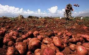 Papa perdida, hambre sembrada: el desastre agrícola en la Isla de la Juventud