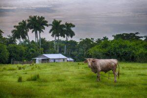 Agricultor de 70 años fue torturado y asesinado en Quintoque, Santiago de Cuba