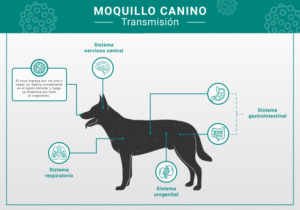 Brote de moquillo en Las Tunas pone a familias y protectores de animales en alerta máxima