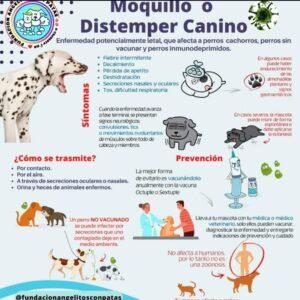 Brote de moquillo en Las Tunas pone a familias y protectores de animales en alerta máxima
