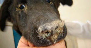 Brote de moquillo en Las Tunas pone a familias y protectores de animales en alerta máxima