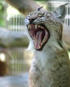 Zoologico pide donar mascotas no deseadas para alimentar depredadores e imitar la "cadena alimenticia natural"