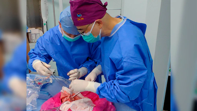 Pulmón de Cerdo es trasplantado por primera vez a un hombre con muerte cerebral.