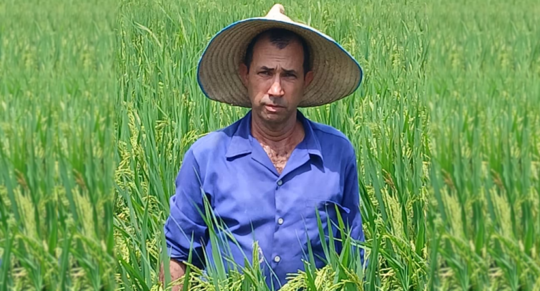 Arroz híbrido en Pinar del Río