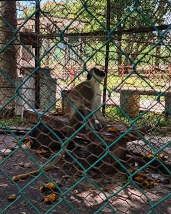 Zoológicos en crisis en Cuba