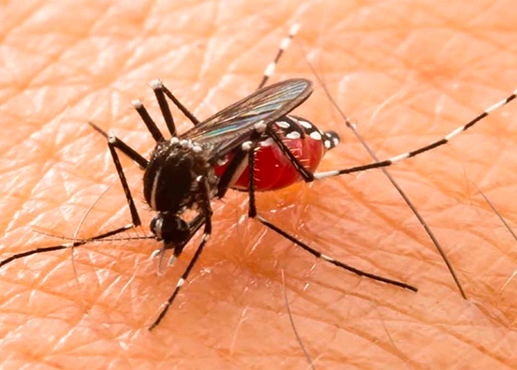 Pinar del Río "vive" entre dengue y virus respiratorios