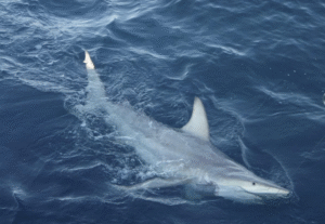 Tiburón ataca y mata a surfista en Sydney y provoca el cierre de playas. 