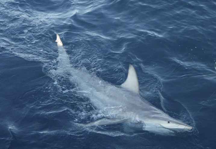 Tiburón ataca y mata a surfista en Sydney y provoca el cierre de playas.