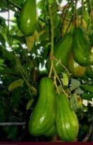 Hombre pierde brazo tras defender sus aguacates en Manzanillo