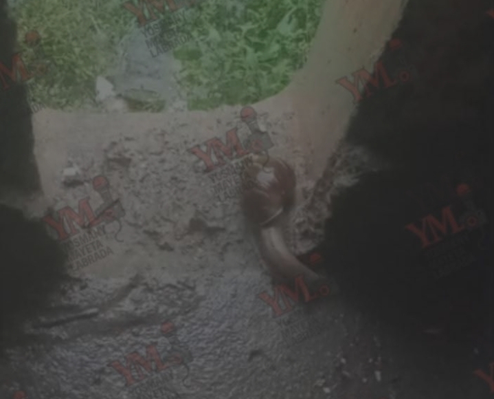 Plaga de caracol africano azota el Distrito José Martí en Santiago de Cuba: amenaza para la salud pública 