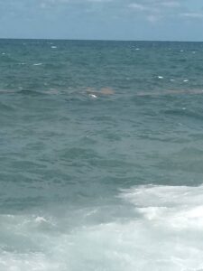 Hallan cuerpo sin vida de una mujer en el Malecón habanero