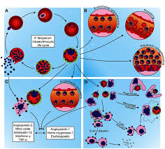 Otorgan Premio Nobel de Medicina 2025 a tres científicos destacados