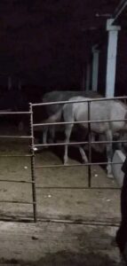 Detienen a presuntos ladrones de vaquería en Pinar del Río: vecinos reportan agresión con machetes