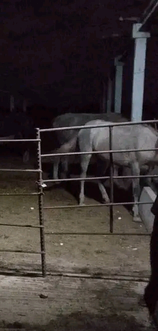 Detienen a presuntos ladrones de vaquería en Pinar del Río: vecinos reportan agresión con machetes