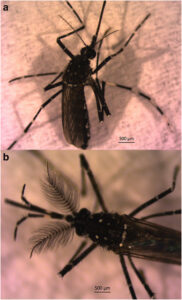 Alerta sanitaria: el mosquito invasor Aedes vittatus ya está presente desde 2020 y puede transmitir dengue, zika, chikungunya y fiebre amarilla