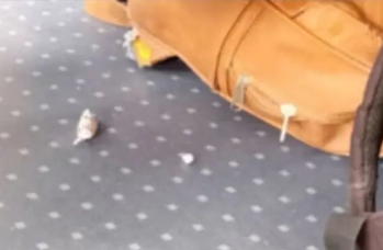 Detienen en Guantánamo a un hombre con hachís durante operativo policial en “El Bagá”