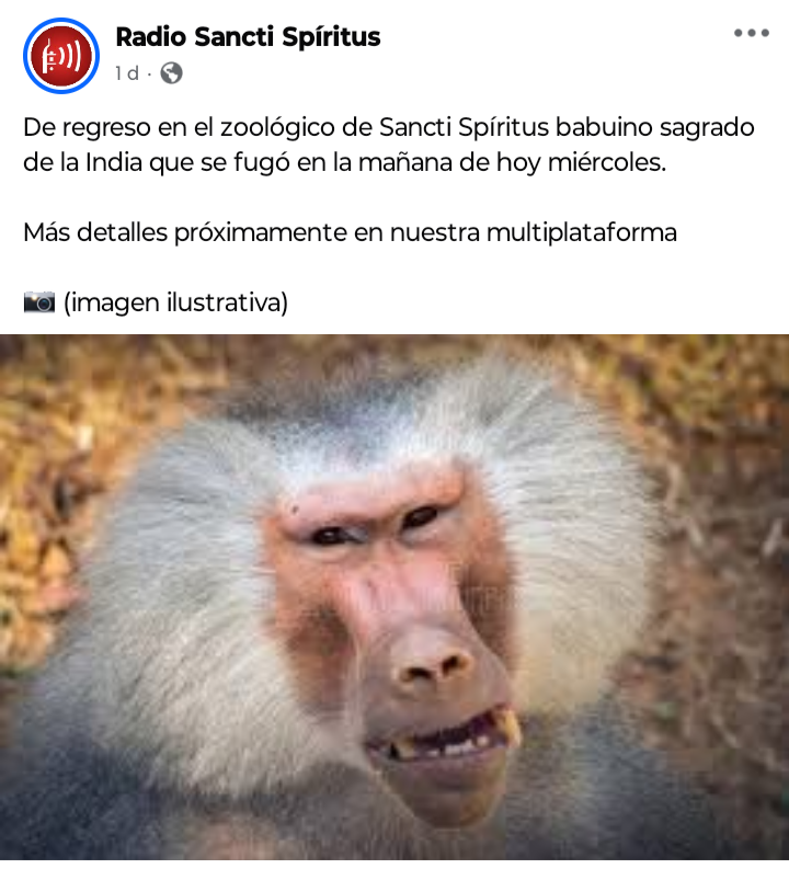 Despliegue de Tropas Especiales para capturar a un babuino fugado del zoológico de Sancti Spíritus