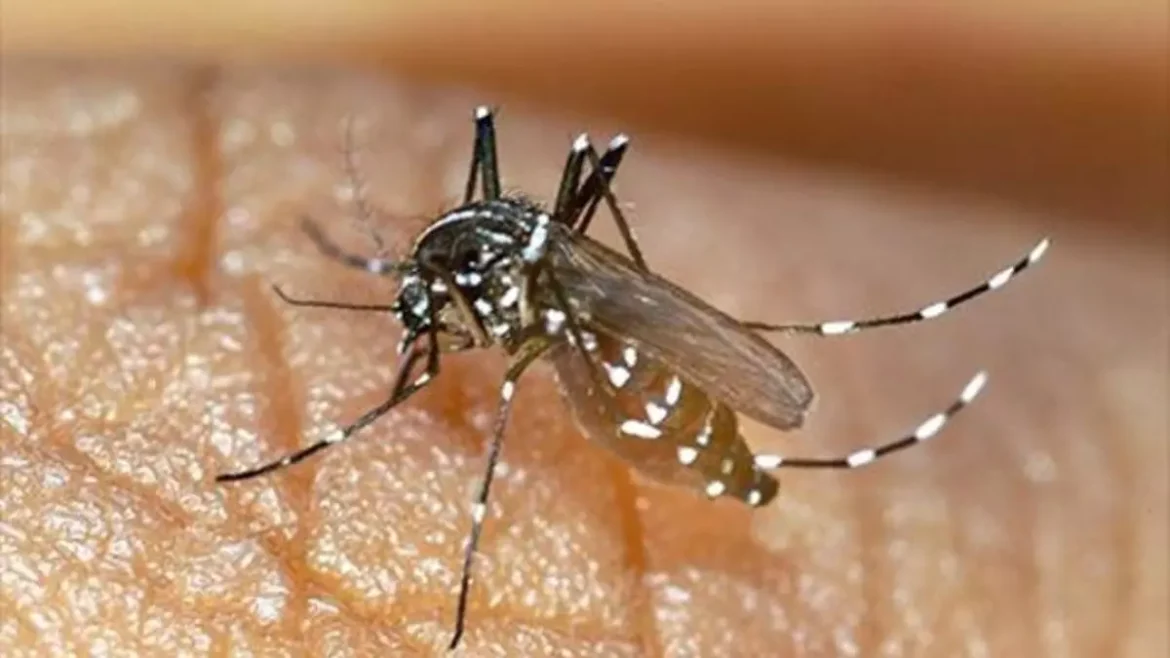 Cuba iniciará investigación sobre el virus de la Chikungunya. La Isla al borde de una epidemia silenciada