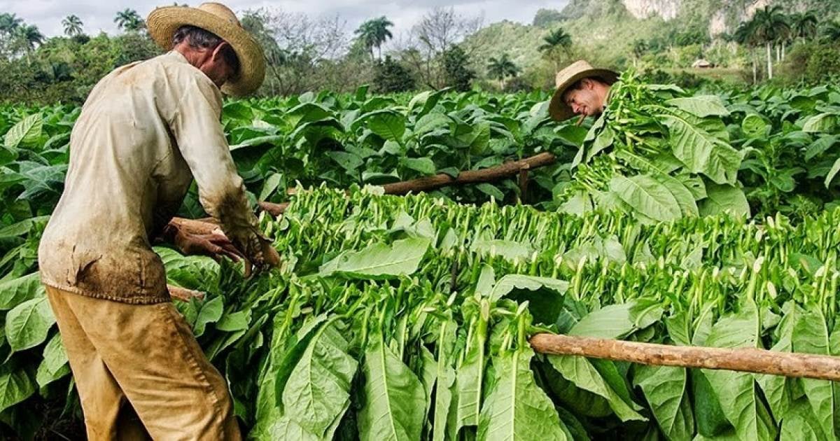 Habano Le Hoyo de San Luis v/s miseria de los tabacaleros 