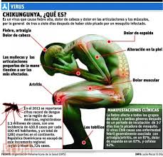 Cuba iniciará investigación sobre el virus de la Chikungunya. La Isla al borde de una epidemia silenciada